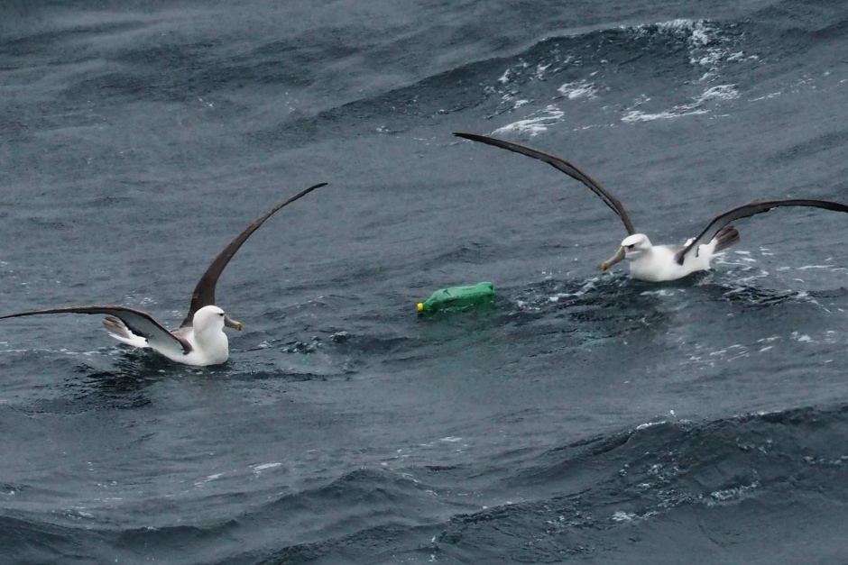 Albatross with plastic soft drink bottle