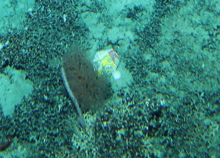 Soft drink can on sea floor at depth of 1,000m