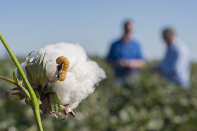 An insect, the cotton bollworm, feeds on a cotton boll.