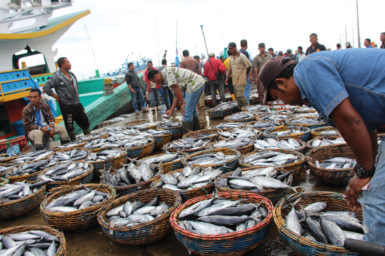 Mixed baskets of mostly Yellowfin and Bigeye Tuna at the Lampulo Fishing Port in Banda Aceh Craig Proctor, Author provided (No reuse)