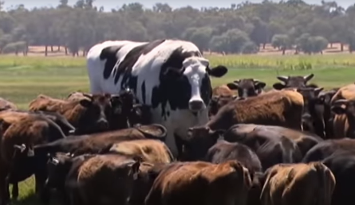 really big black and white cow among wagyu cattle to show scale
