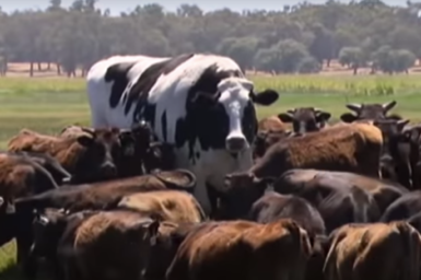 really big black and white cow among wagyu cattle to show scale