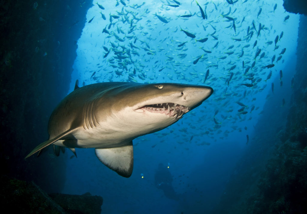 Gnarly gnashes: in South Africa the grey nurse shark is known as “ragged tooth” for the rows of pointy teeth. Photo credit: David Harasti