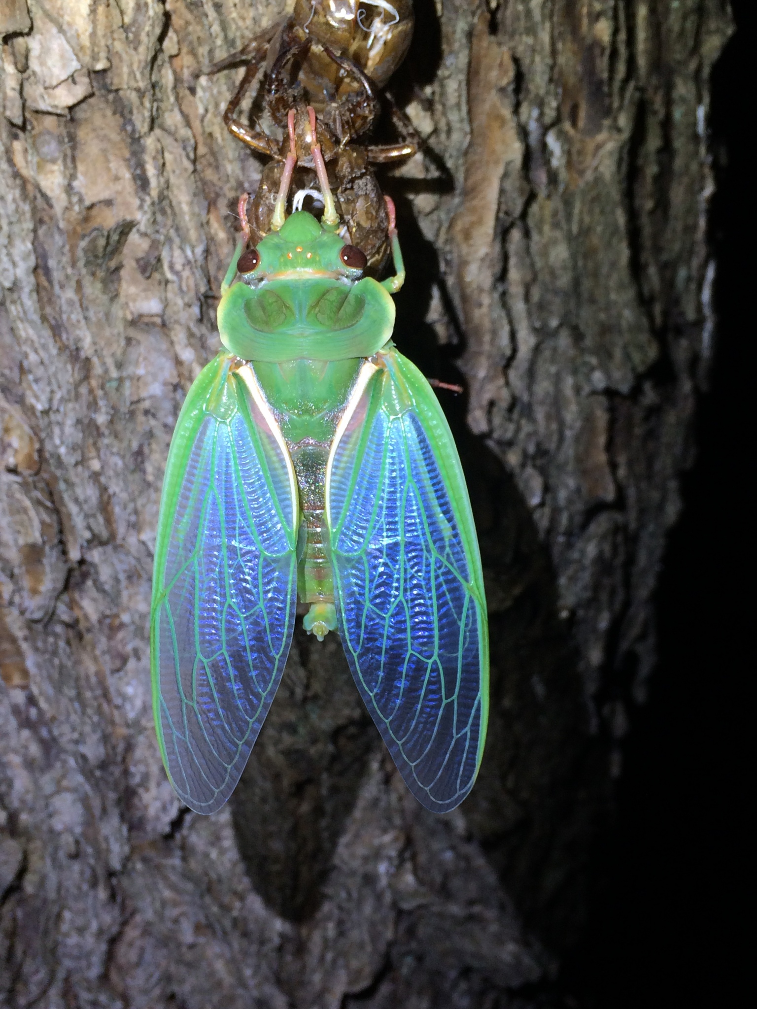 A bright green cicada recently shed on a tree trunk. Its wings fade from green to a translucent blue.