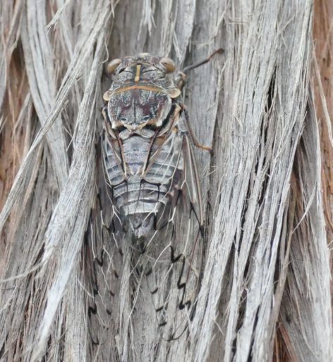 A grey and brown cicada blending into the bark of a similar coloured tree.