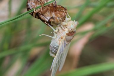 A cicada hanging on to a a blade of grass where its recently shedded shell is also hanging.