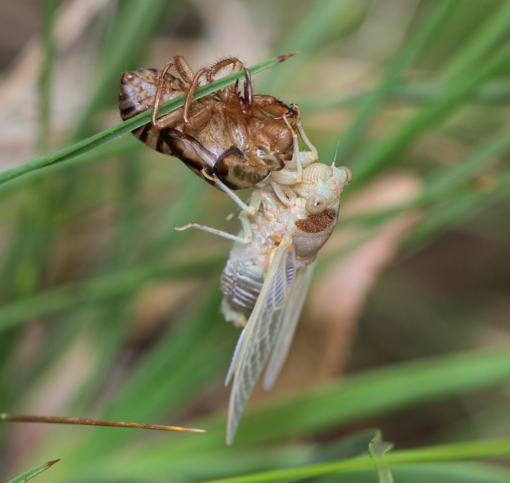Sounds of summer: why are cicadas so loud? – CSIROscope