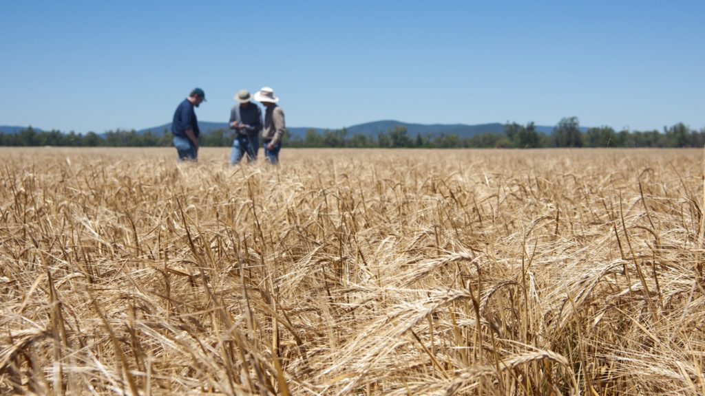 Farmers in a field of barley