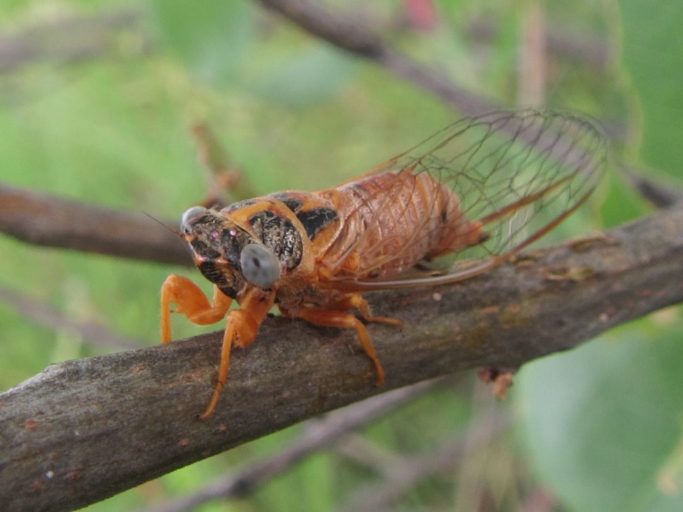 Una cicala color arancio Una cicala di colore arancione siede su un ramoscello marrone