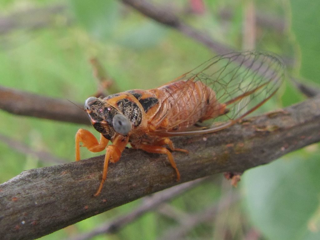 An orange coloured cicada sits on a brown twig