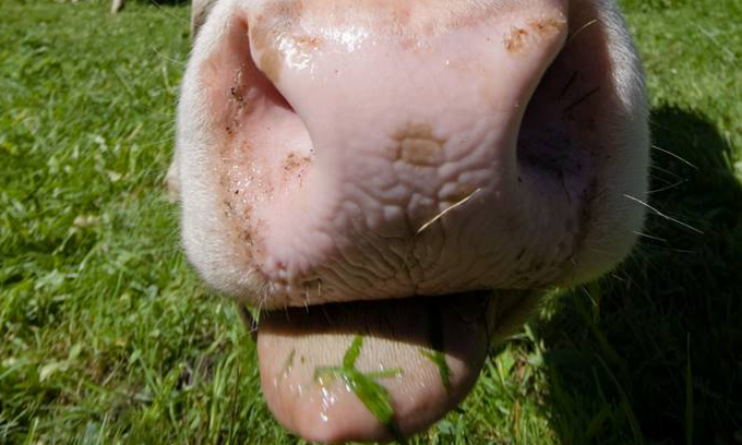 close up of a cow with it's tongue out