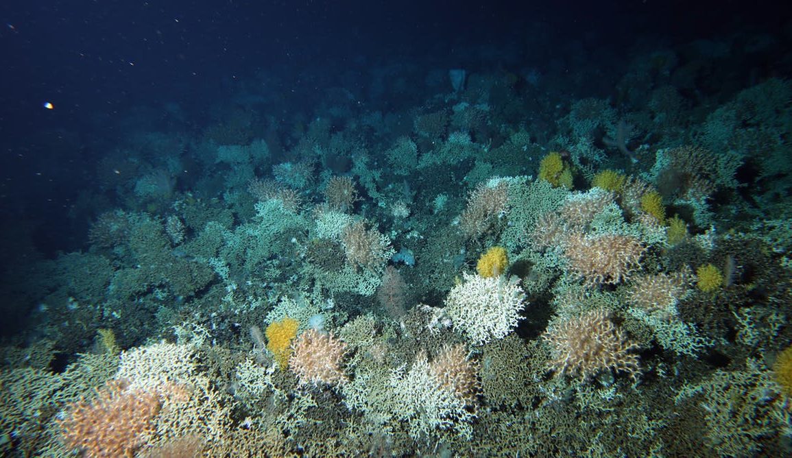 Solenosmilia coral reef with unidentified solitary yellow corals.