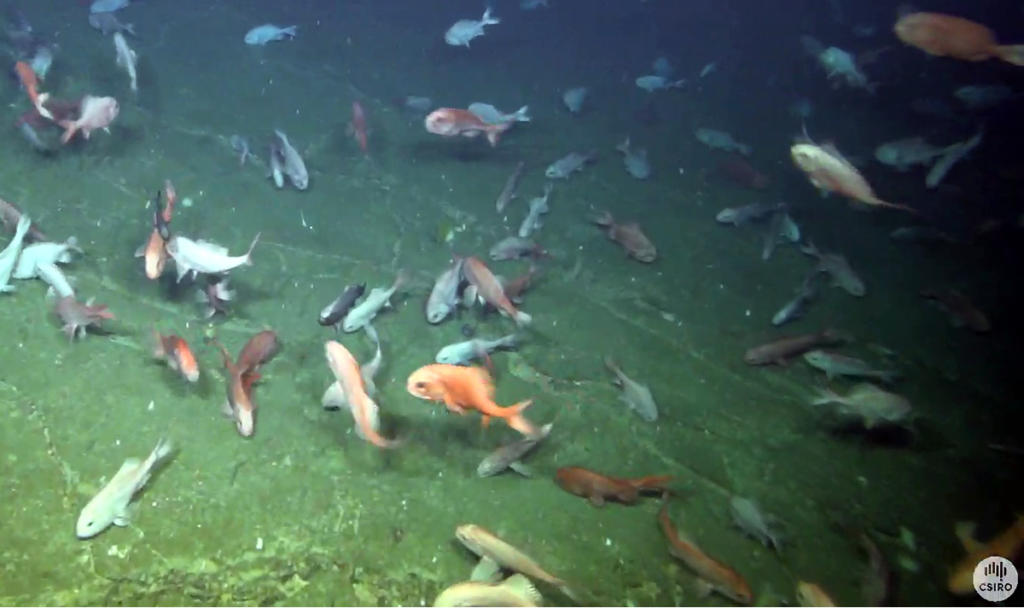 A school of orange fish swimming near the bottom of the ocean