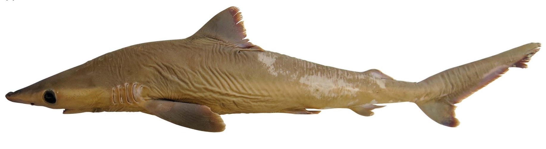 preserved shark specimen, shown head-to-tail from the side on a white background.