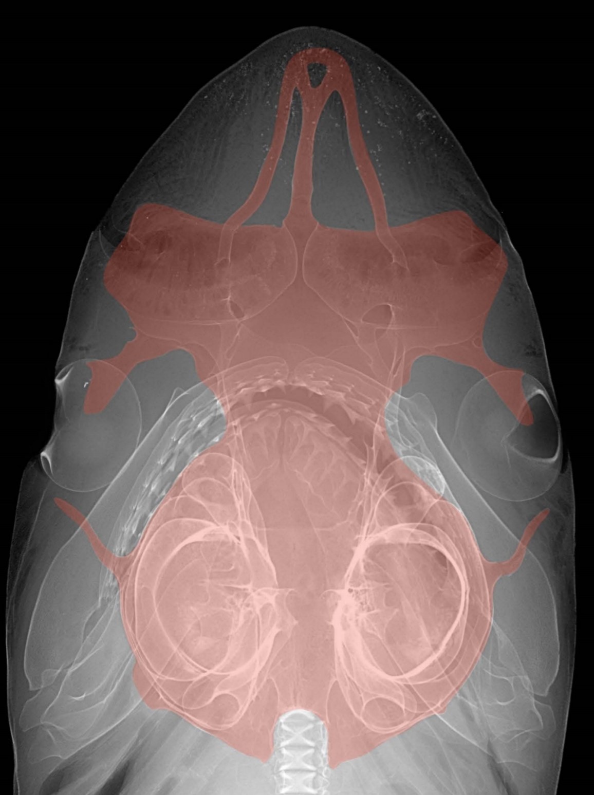 An X-ray like image of a shark’s head. The shark’s skull is digitally highlighted in red.