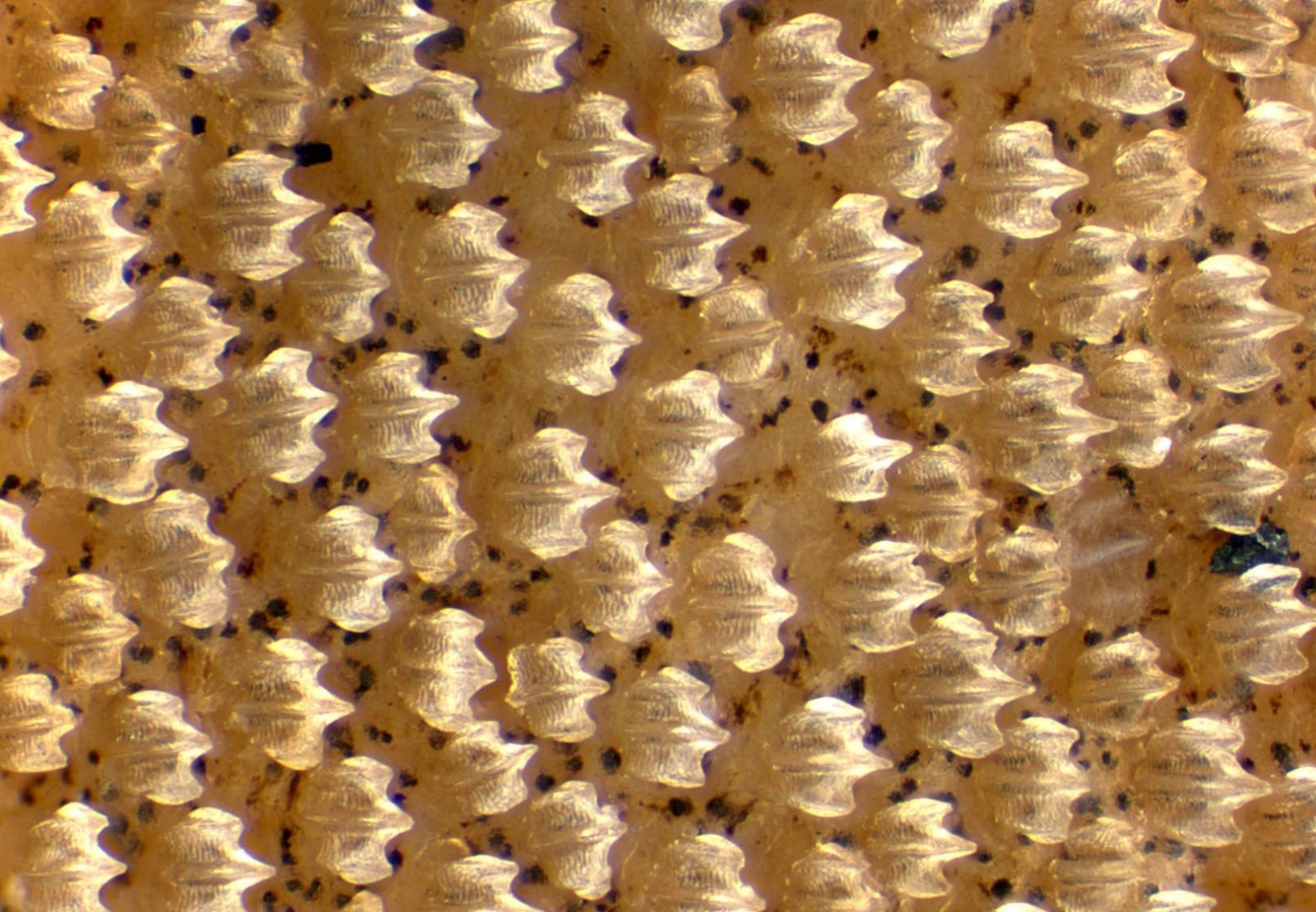 A microscopic image of preserved shark skin, showing many small tooth-like structures covering the skin