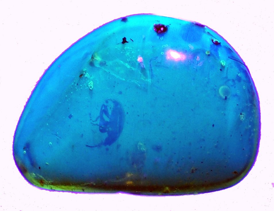 The same piece of amber as the previous image from the same perspective, glowing a bright blue colour under UV light. The weevil remains visible but is less clear.