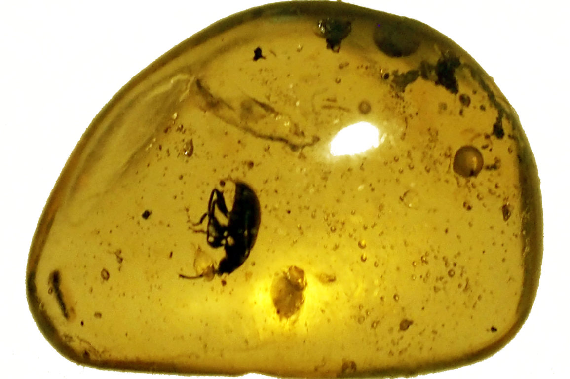 A top-down view of a round, polished piece of yellow amber on a white background. There is a small weevil trapped in the amber, but details are too small to make out. Light can be seen reflecting from the rounded surface of the amber.