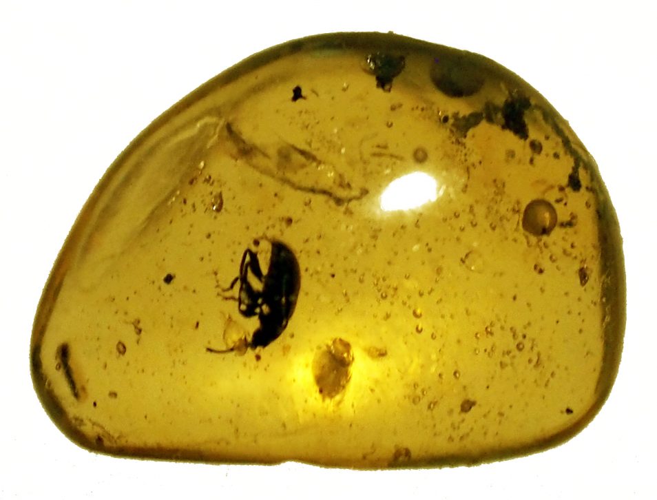 A top-down view of a round, polished piece of yellow amber on a white background. There is a small weevil trapped in the amber, but details are too small to make out. Light can be seen reflecting from the rounded surface of the amber.