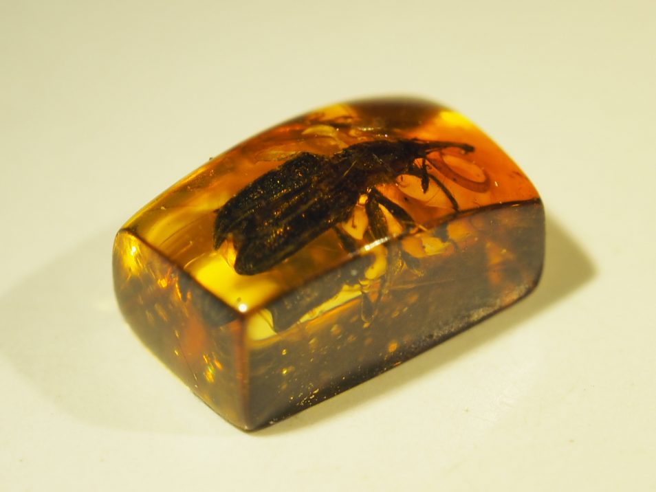A small piece of orange amber cut into a rectangular prism, with flat sides and a rounded top. It is cut very closely to a weevil specimen which is clearly visible inside.
