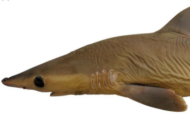 preserved shark specimen, shown head-to-tail from the side on a white background.
