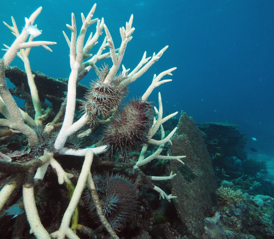 Picture of Crown of Thorns eating coral and leaving white skeleton of coral on a bleak looking reef.