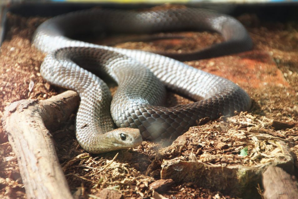 An Eastern Brown Snake on the ground in between logs