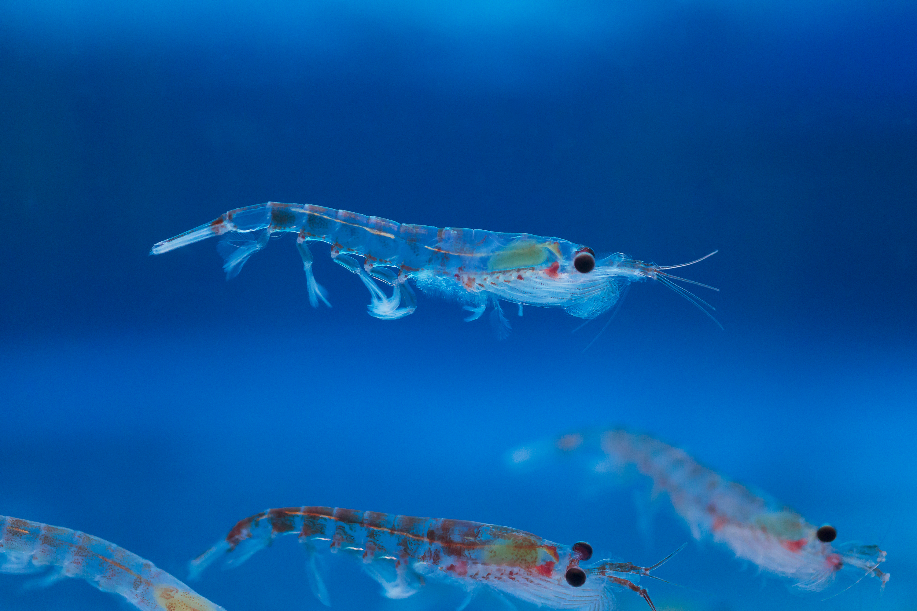 Krill specimen in blue water