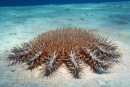 A close up image of a large crown of Thorns starfish sitting on the ocean floor.