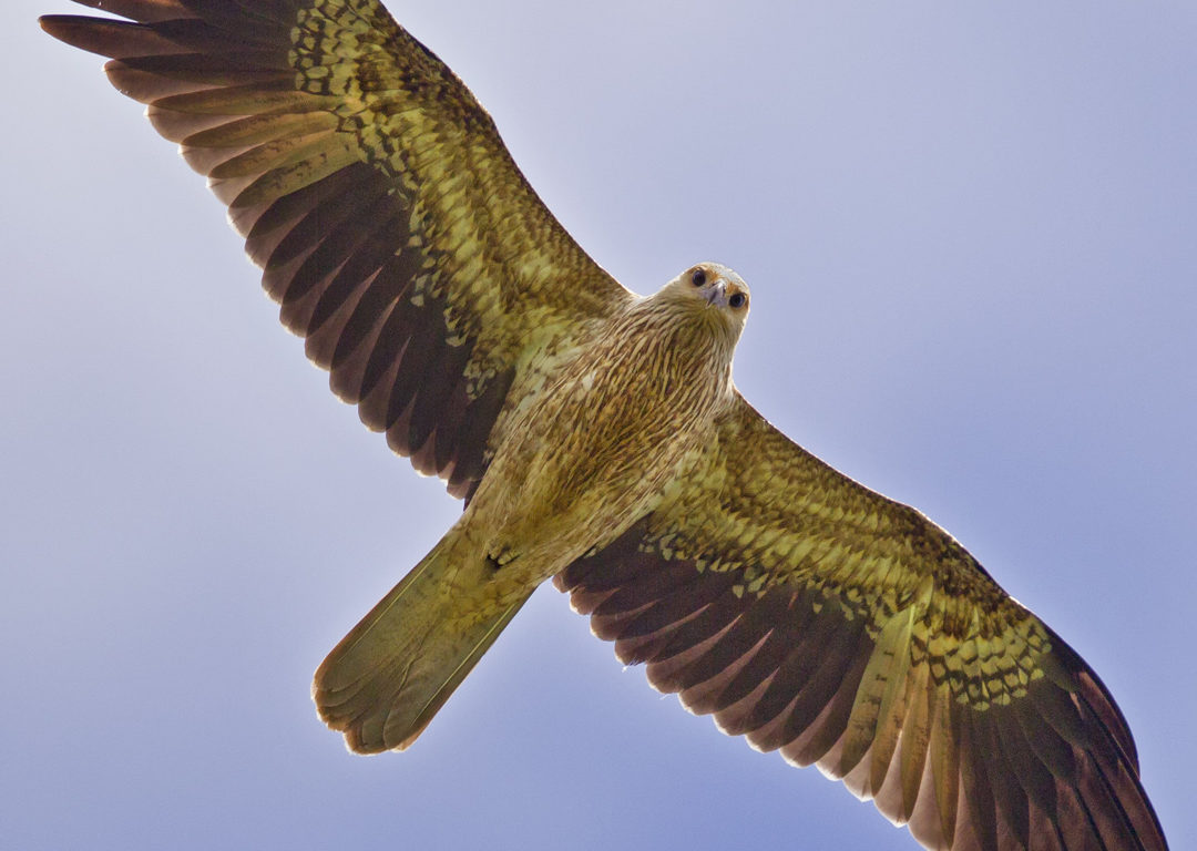 A large Whistling Kite against a blue background