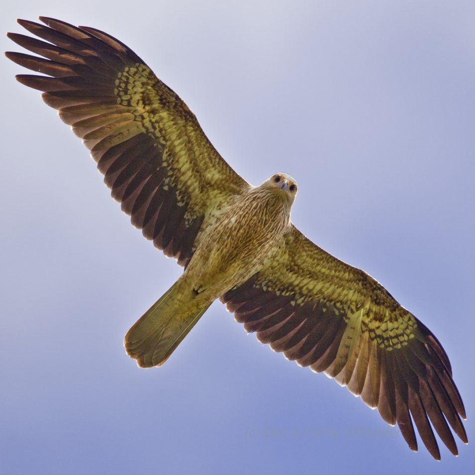 A large Whistling Kite against a blue background