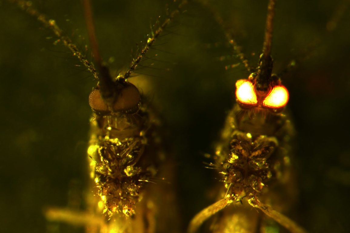 A close-up of two mosquitoes, with one’s eyes glowing red in the dark.