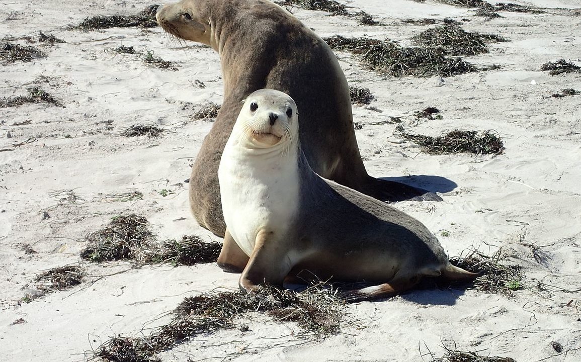 A picture of an Australian Sea Lion and cub on land.