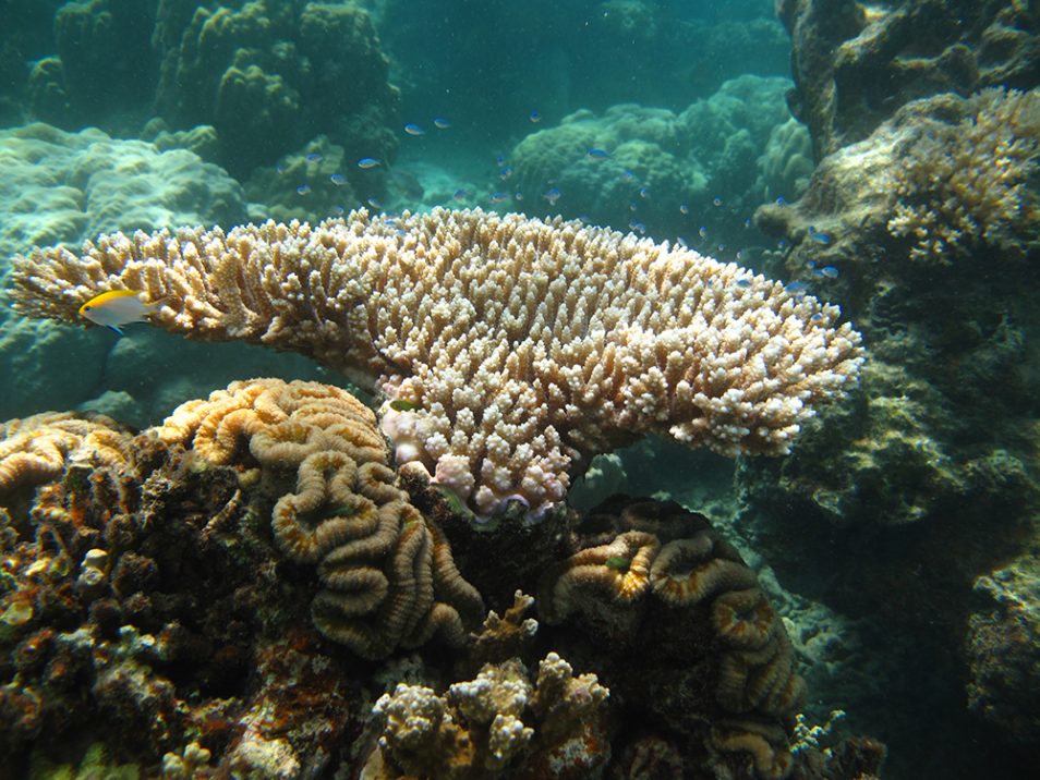 Picture of bleached coral from the Great Barrier Reef