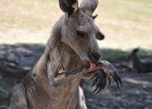 A kangaroo licks its forearms to cool down. 