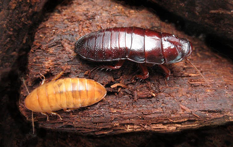Two cockroaches on a bit of bark