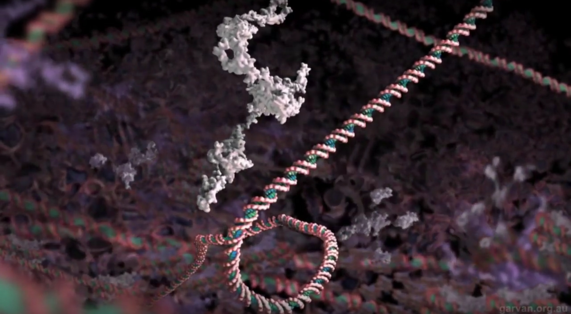 The P53 protein repairing damaging mutations in DNA.