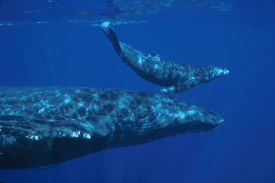 A humpback whale and calf underwater.
