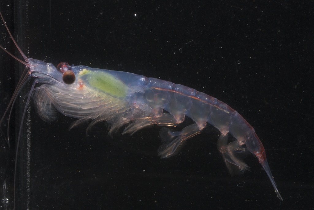 Picture of a krill against a black background