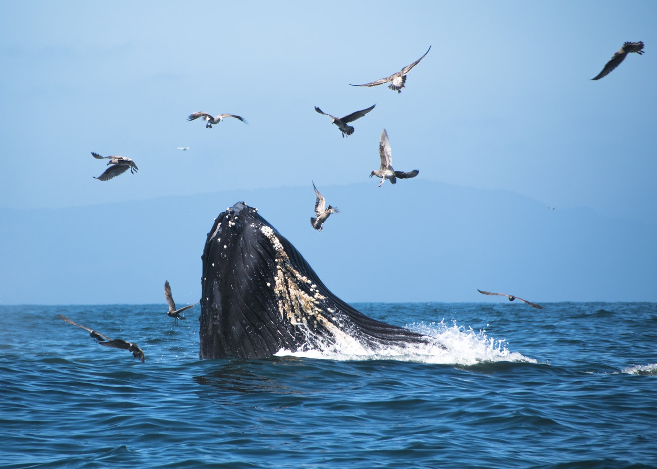 Krill for their fill: How climate change could affect whales and their