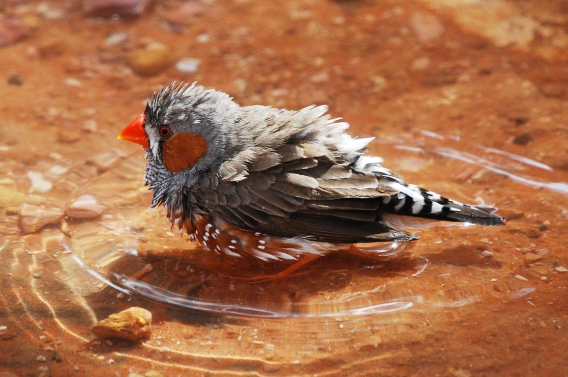 A picture of a zebra finch - a small Australian bird - in a puddle of water, cooling down.