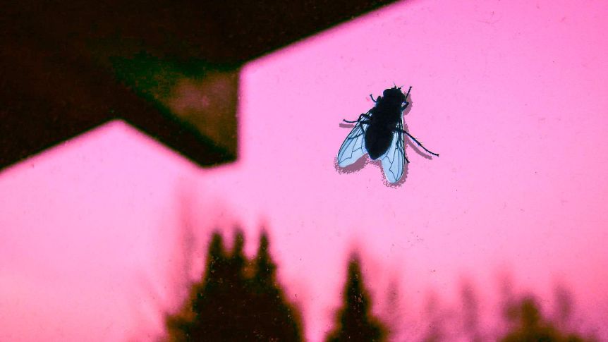 A fly against a pink window pane