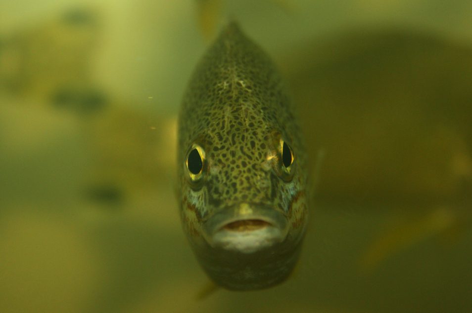 A photo of a yellow tailed grunter