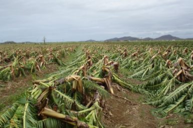 Banana plantations were flattened after Tropical Cyclone Larry in 2006. Photo: Bureau of Meteorology