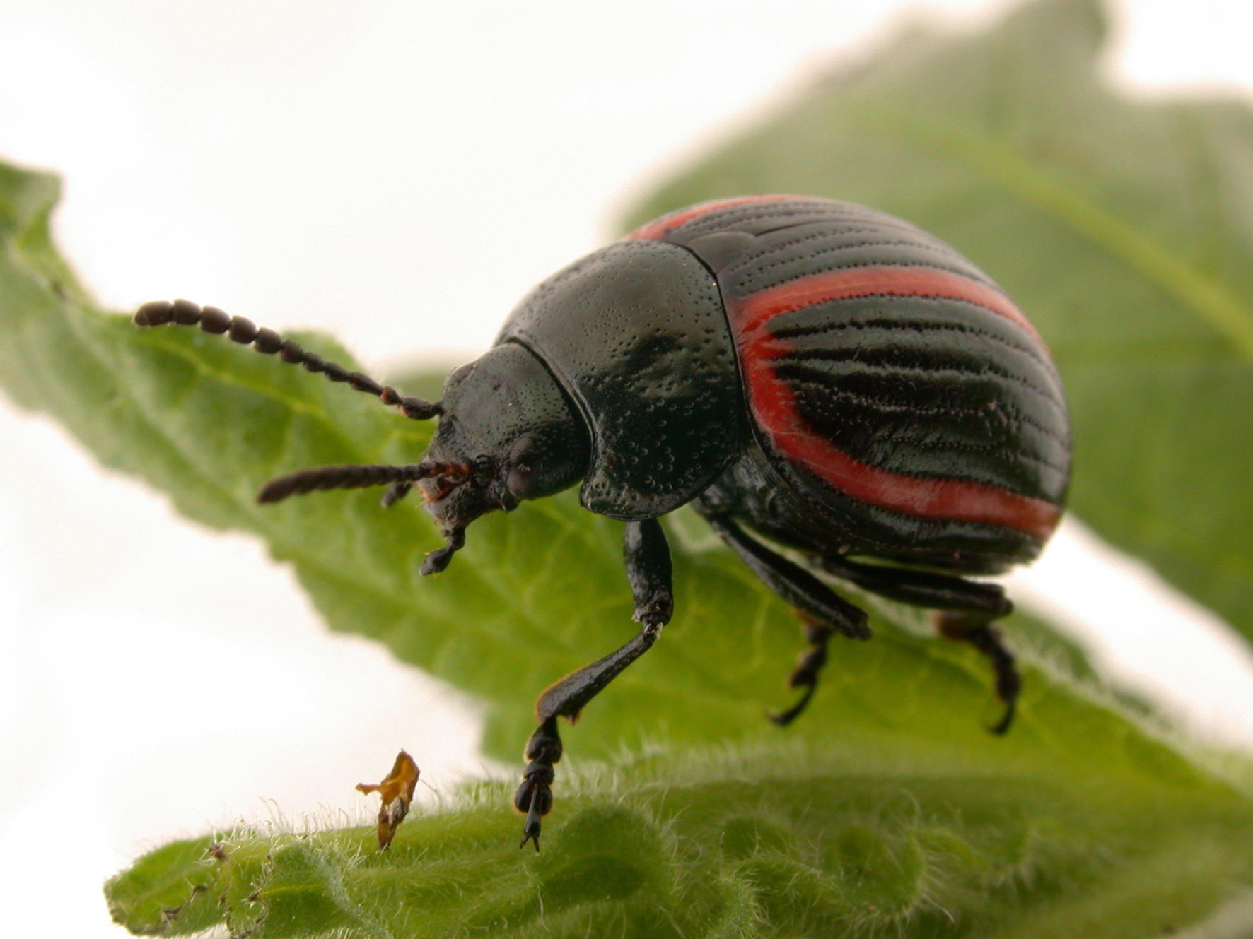 A beetle feeding on a leaf