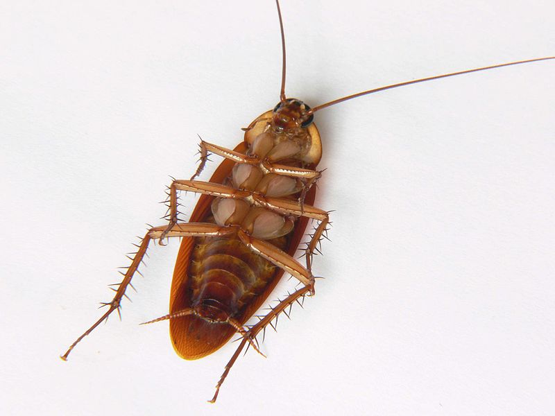 A picture of a dead cockroach