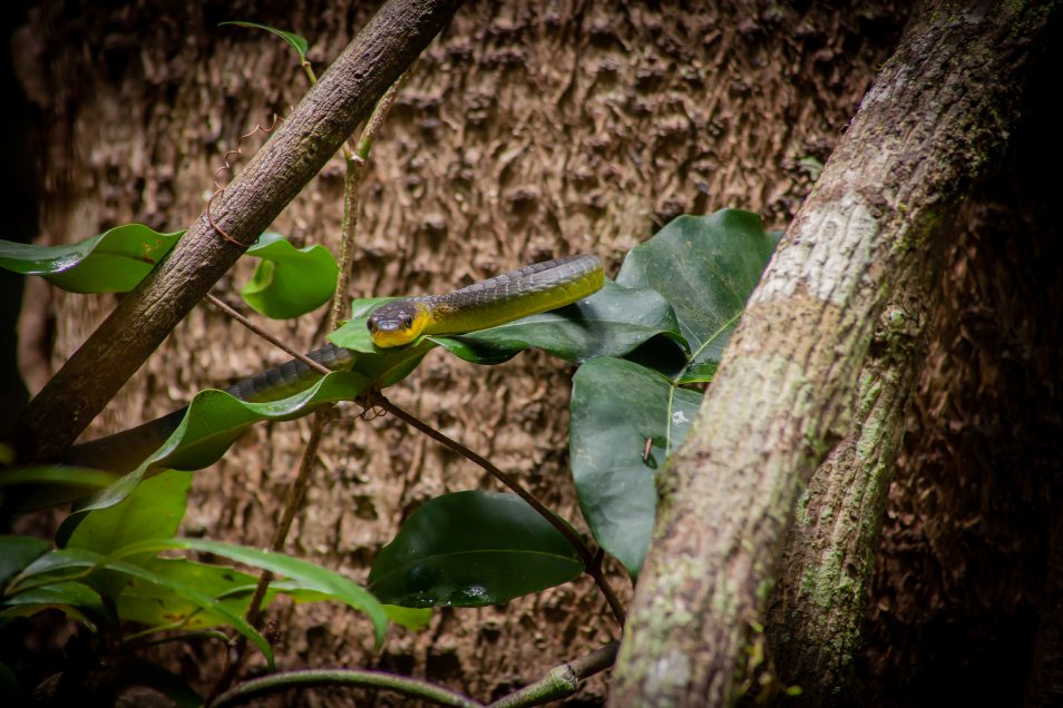 A common green tree snake