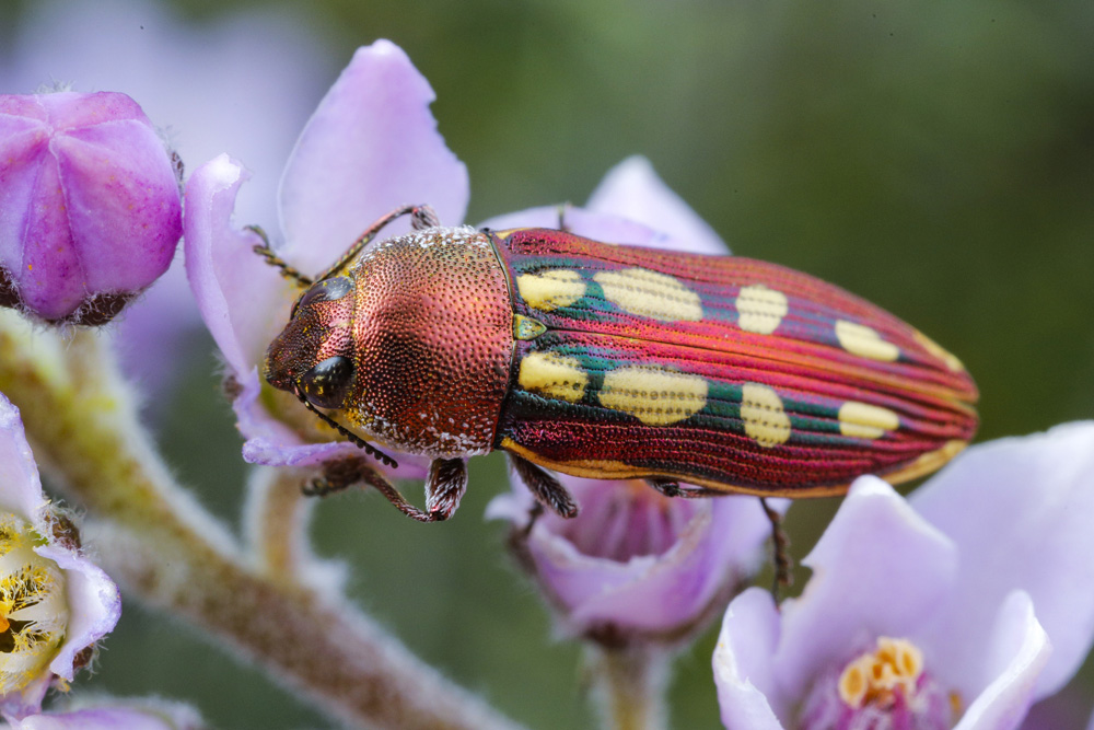 A jewell beetle (castiarina aura)