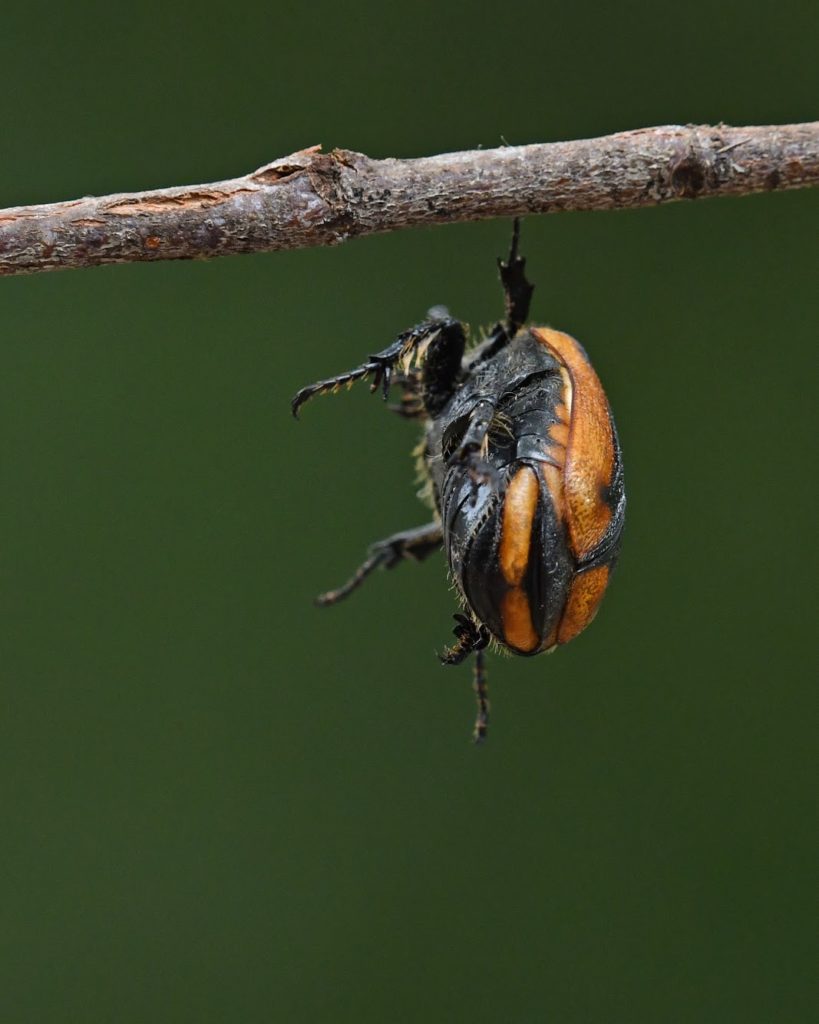 A cowbow beetle hangs from a branch