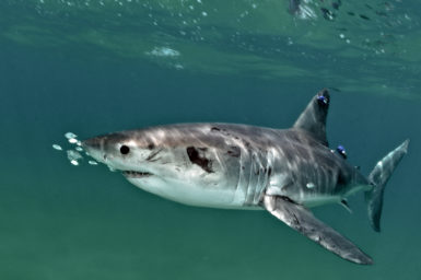 A white shark is pictured with an acoustic tag in its dorsal fin.